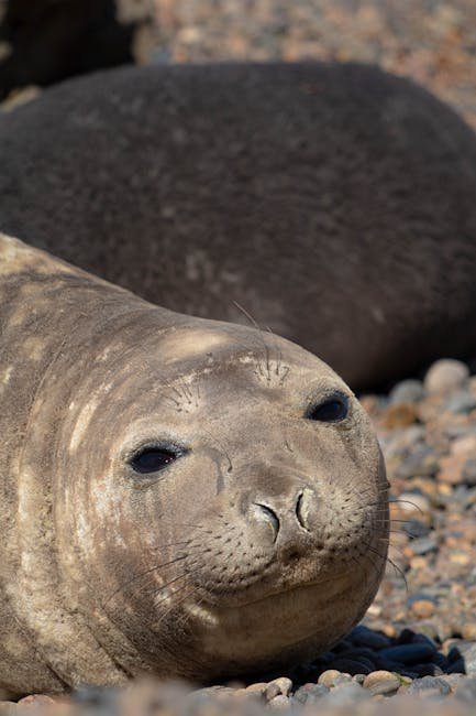 Patagonian Elephant Seal Breeding Colony — Falkland Islands