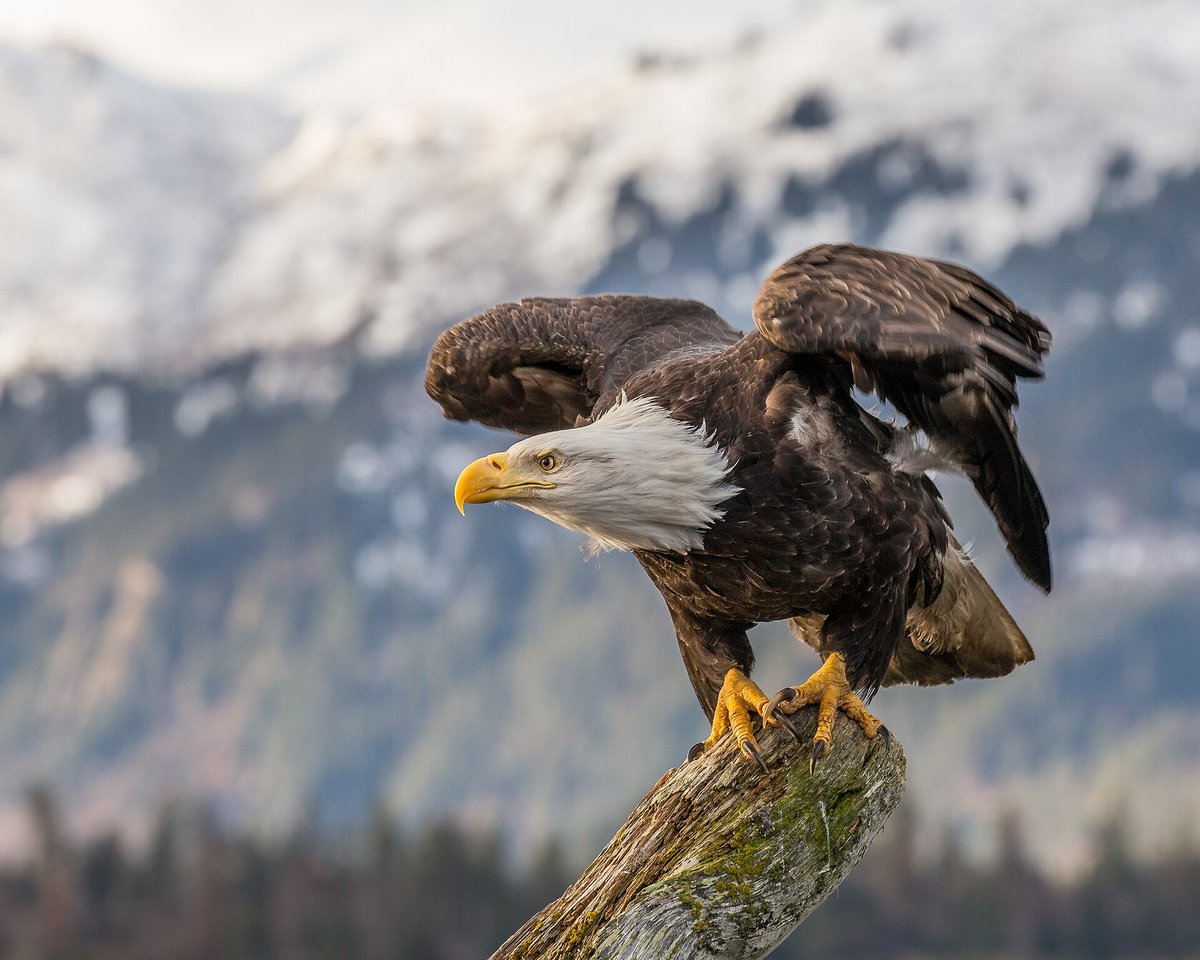 Bald Eagle Winter Gathering — Squamish