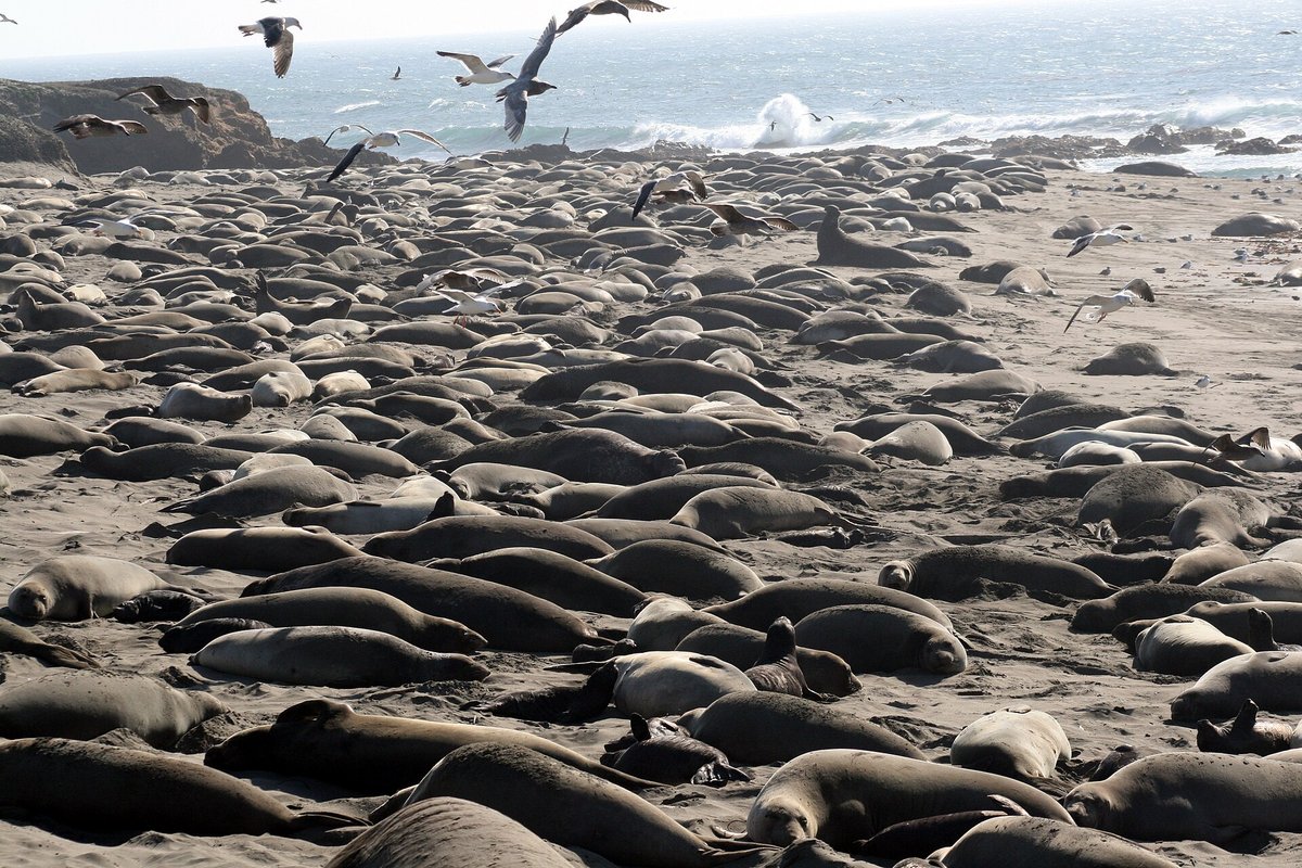 Northern Elephant Seal Breeding Colony — Piedras Blancas Light Station