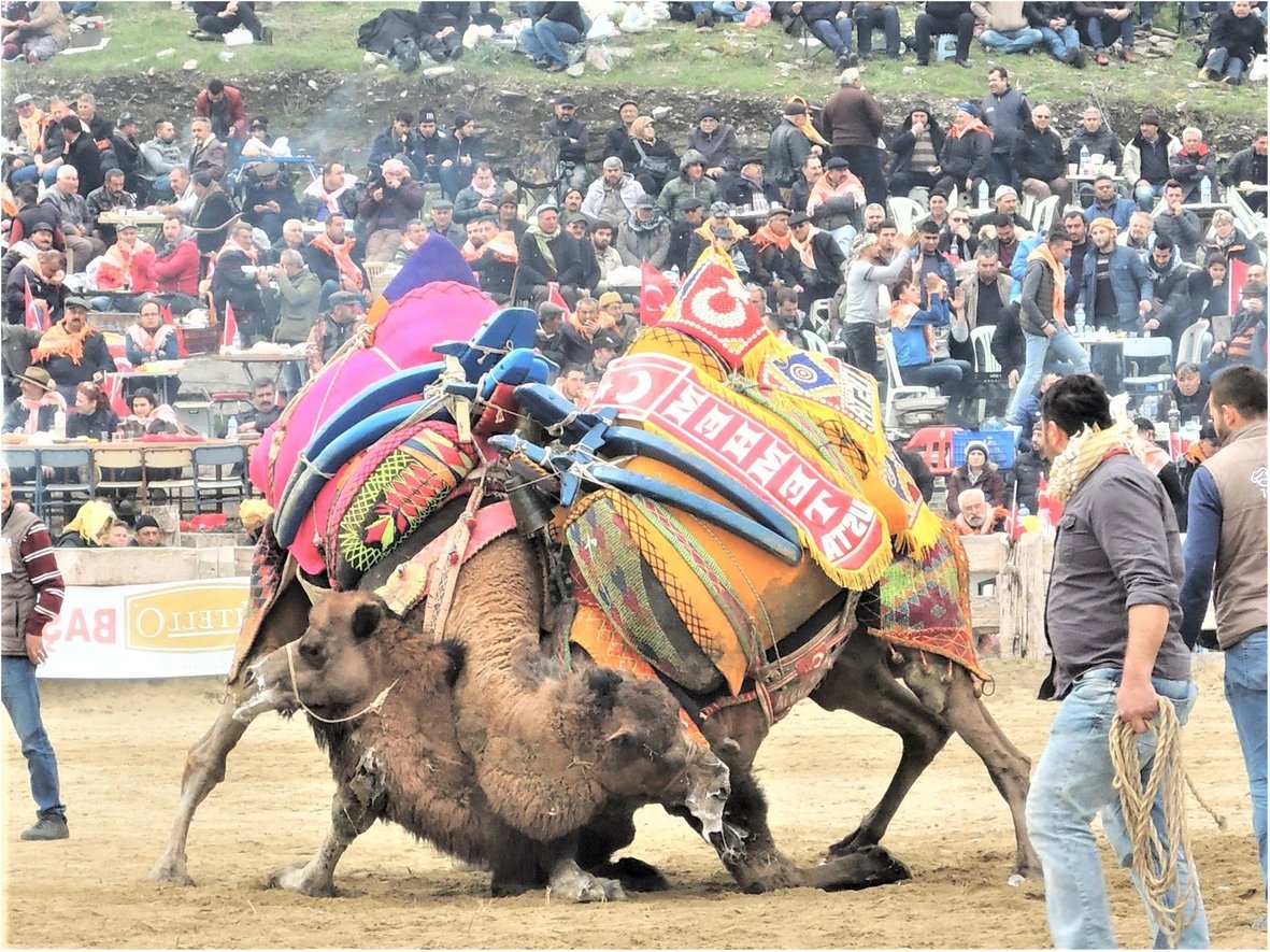 Camel Wrestling Season — Aegean Turkey