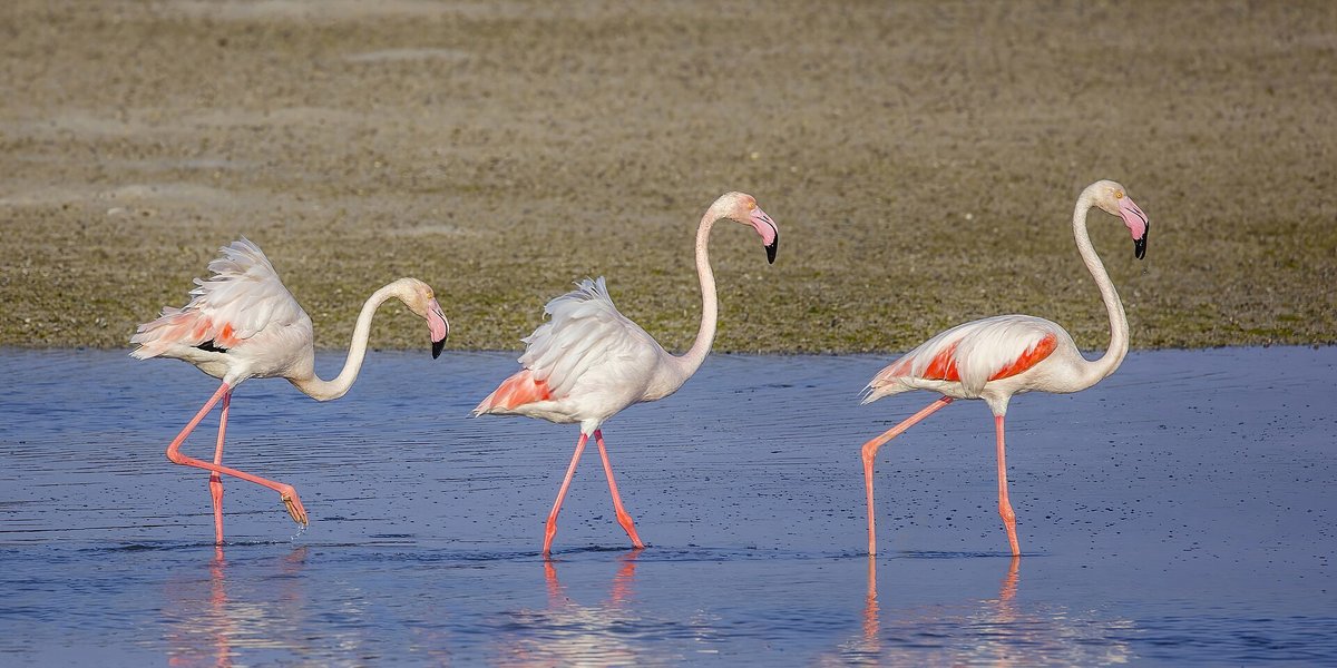 Pink Flamingo Lagoon — Mallorca Salines