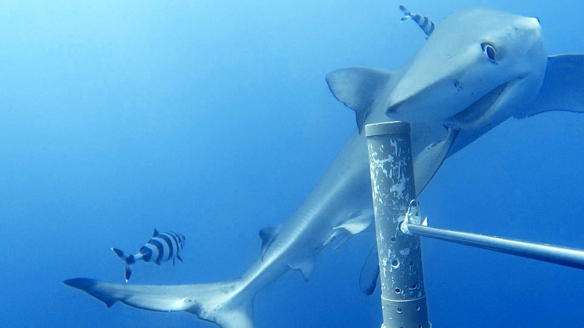 Blue Shark Open Ocean — Cape Cod Massachusetts USA