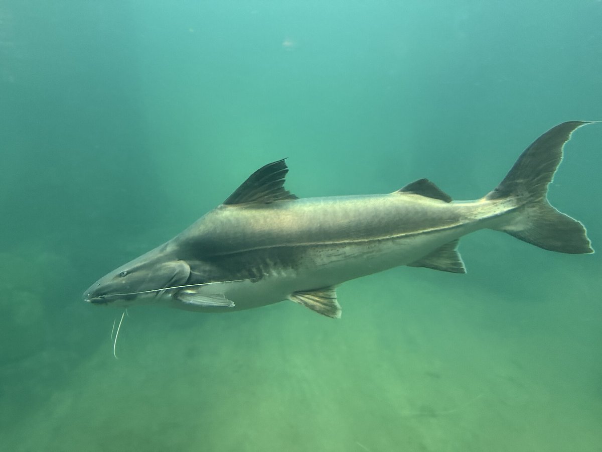 Dorado Catfish Migration — Pilcomayo Paraguay
