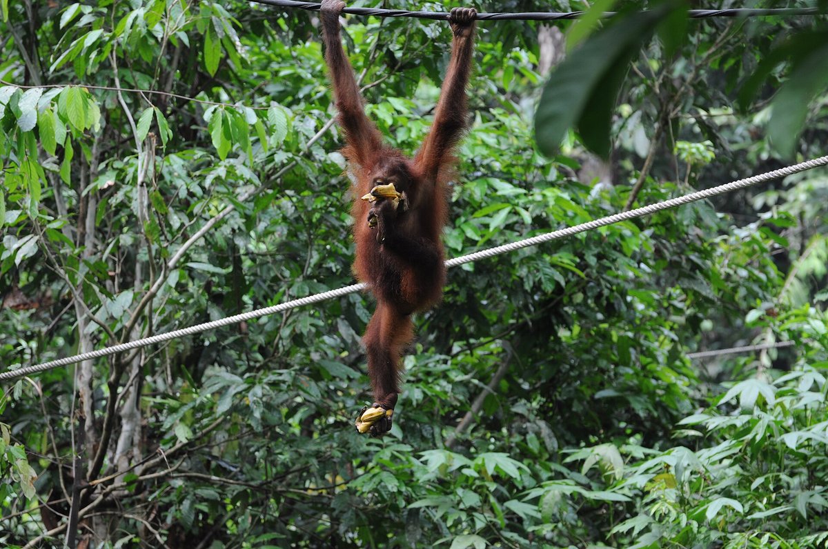 Orang-utan Nest Building — Danum Valley Borneo
