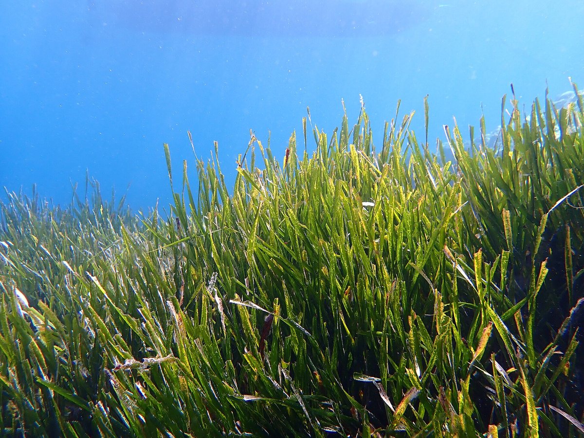 Seagrass Flowering — Posidonia Meadow Mediterranean