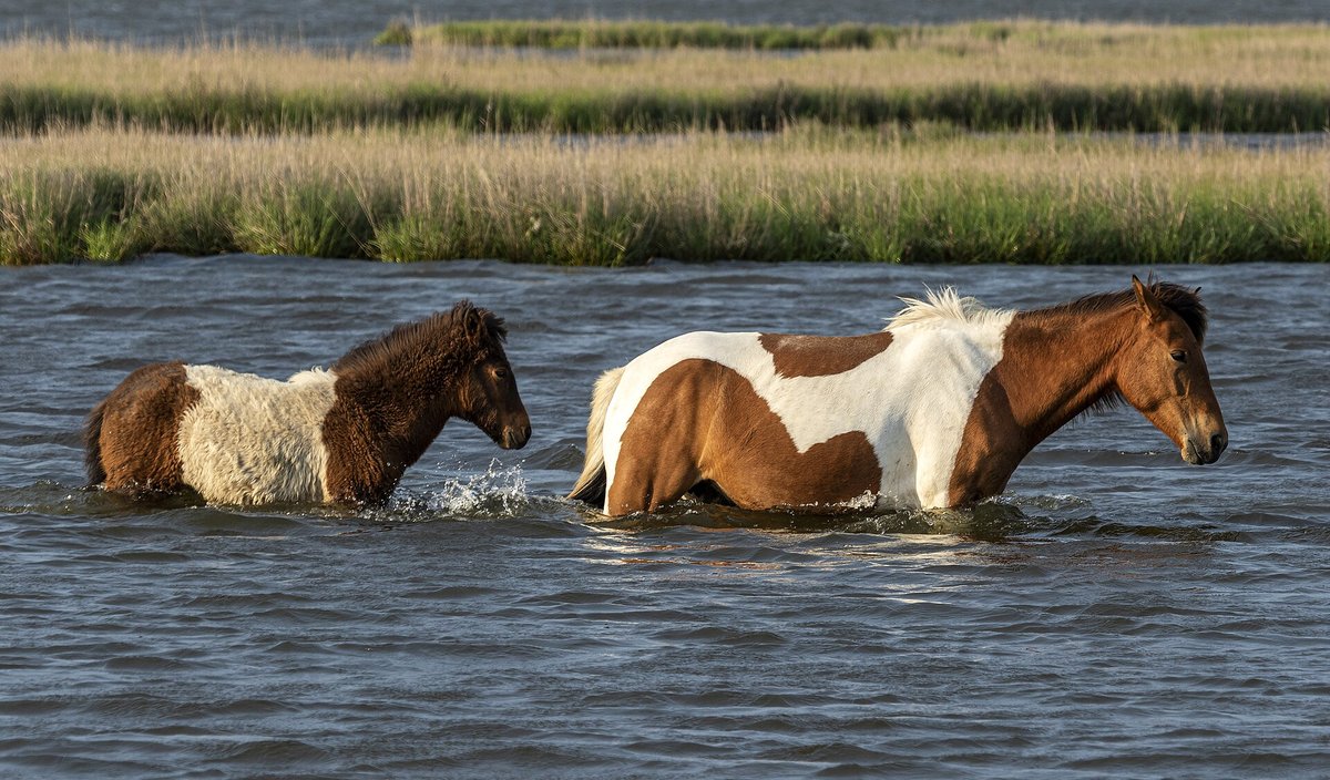 Assateague Wild Horses