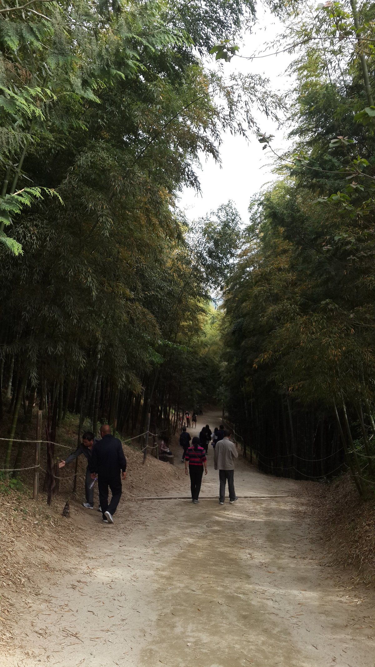 Damyang Bamboo Forest