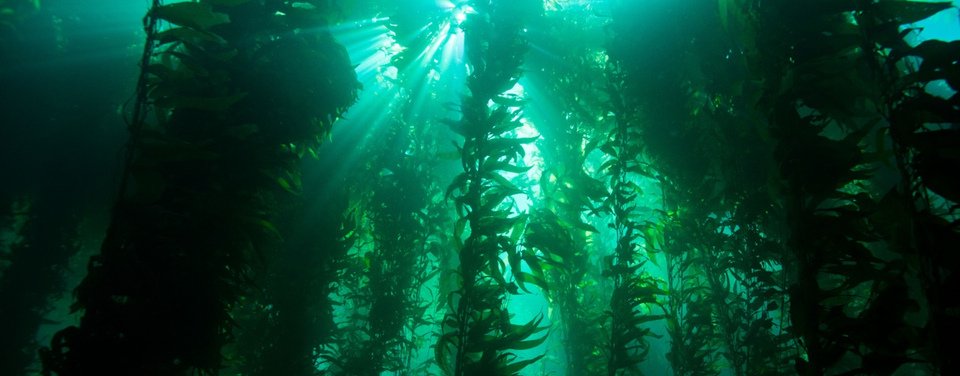 Giant Kelp Forest — Channel Islands California USA