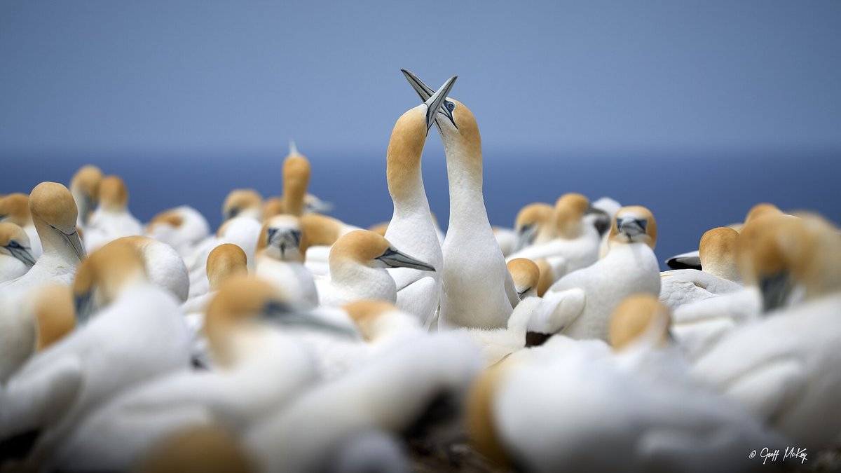 Cape Gannet Breeding Colony — Malgas Island