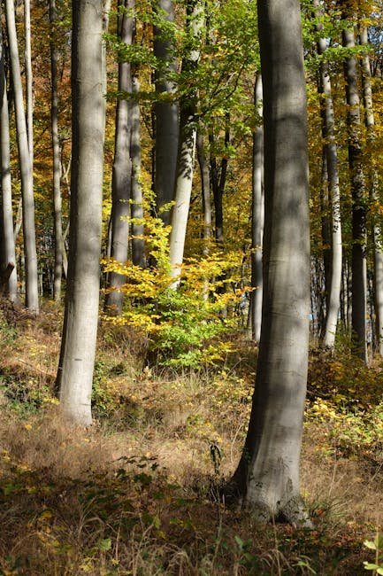 Buchen-Laubaustrieb Hainich