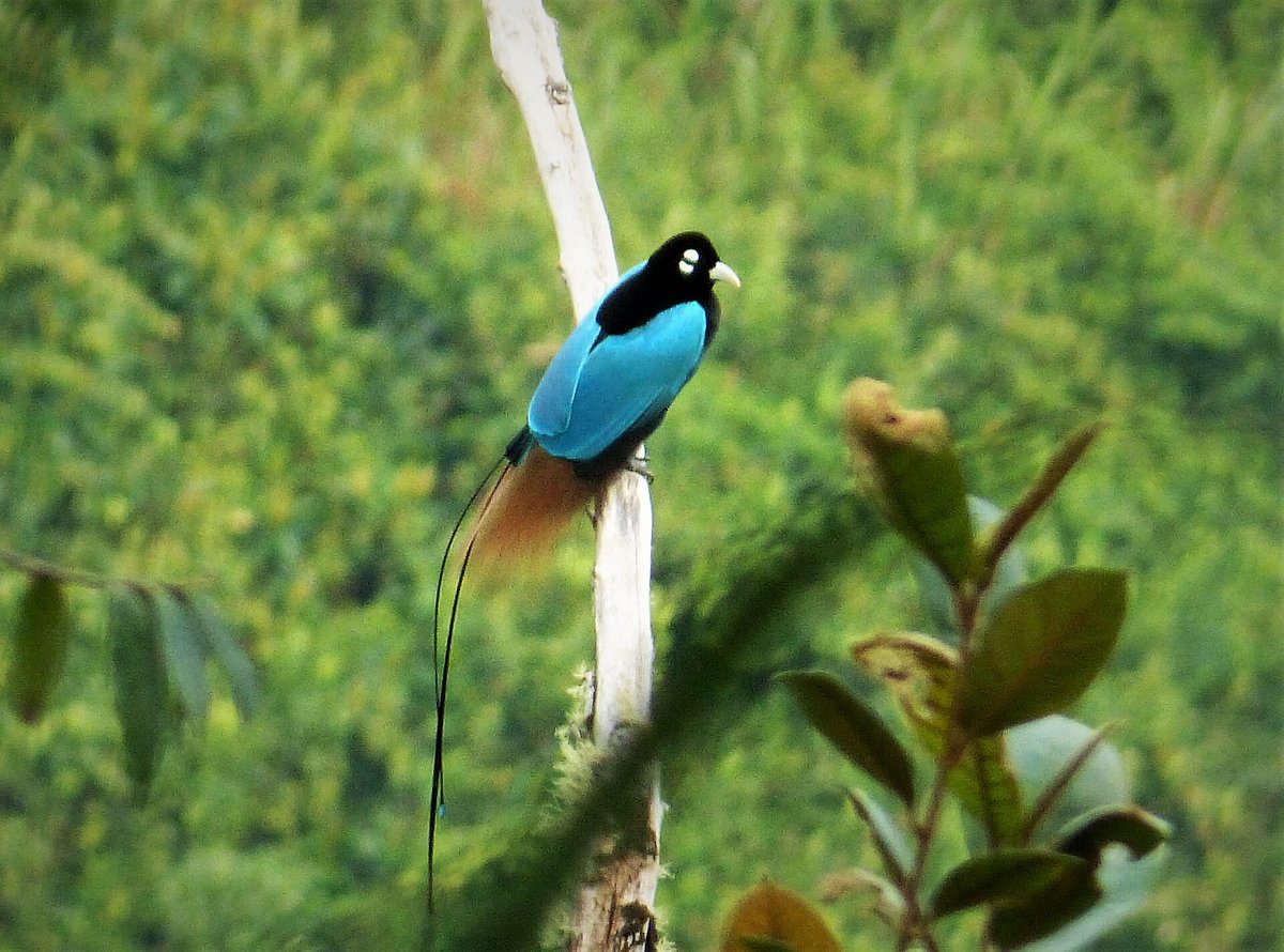 Blue Bird-of-Paradise Lek — PNG Highlands