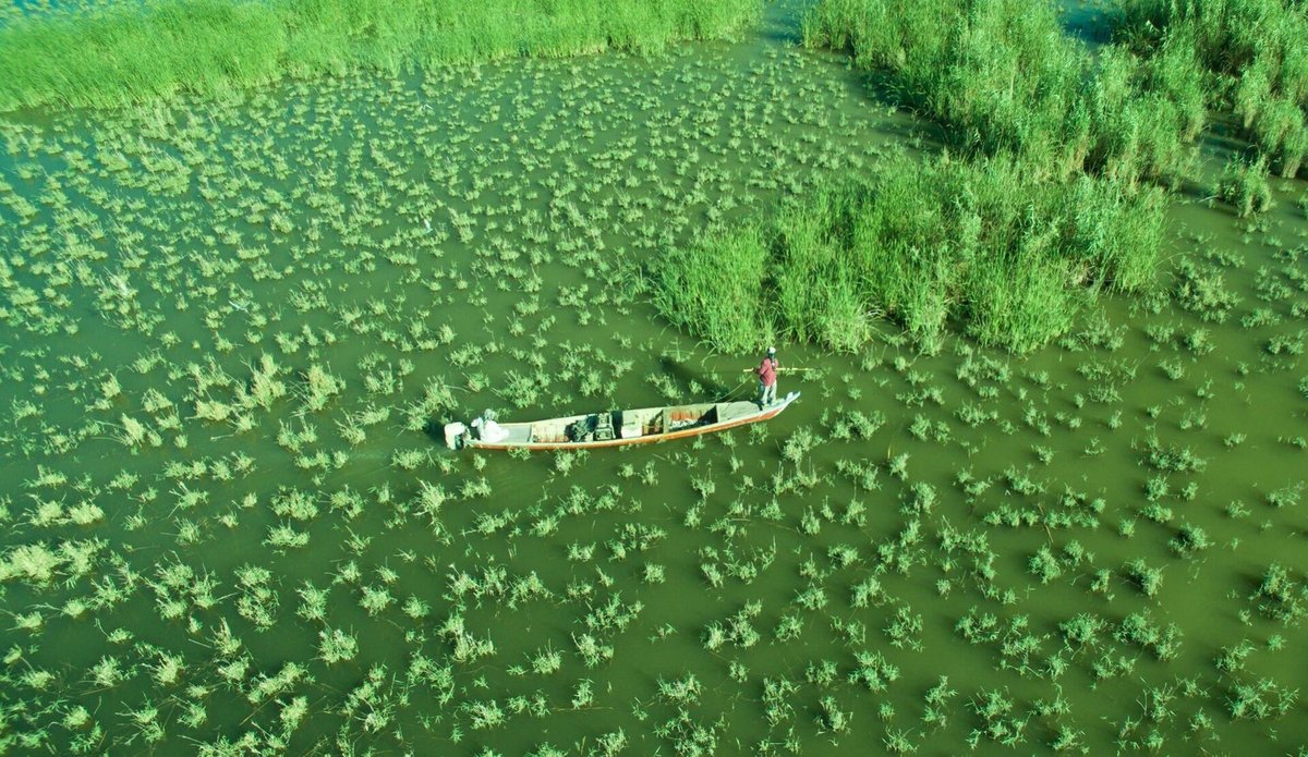 Mesopotamian Marshes Wetland — Iraq