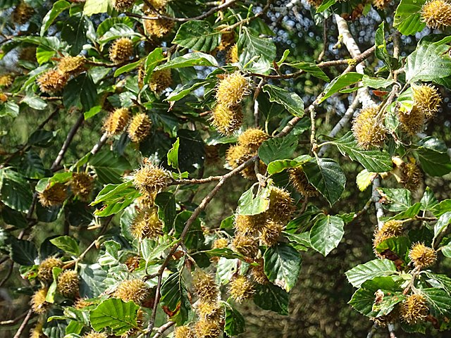 Beech Mast Year — Epping Forest