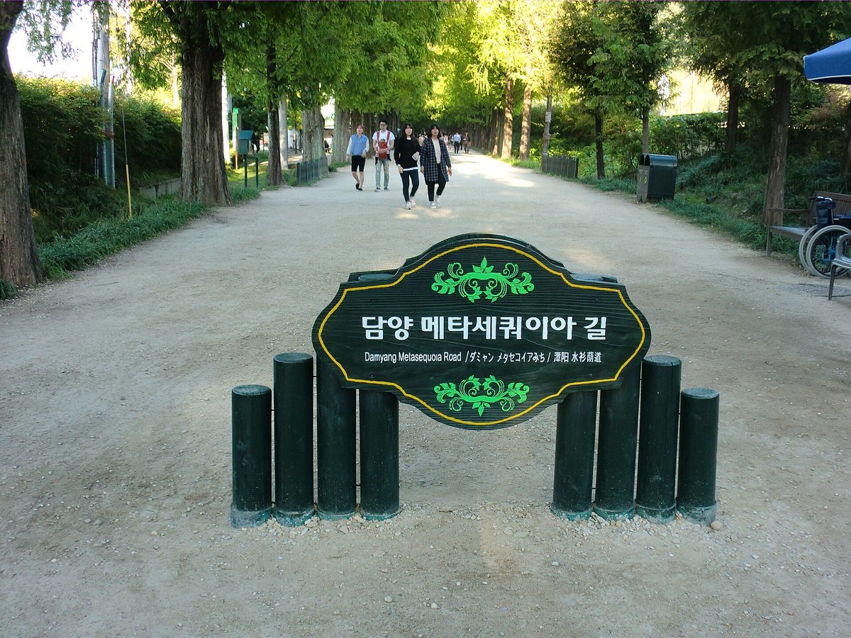 Damyang Metasequoia Road