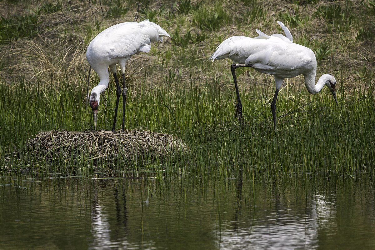 Whooping Crane Migration — Platte River Nebraska USA