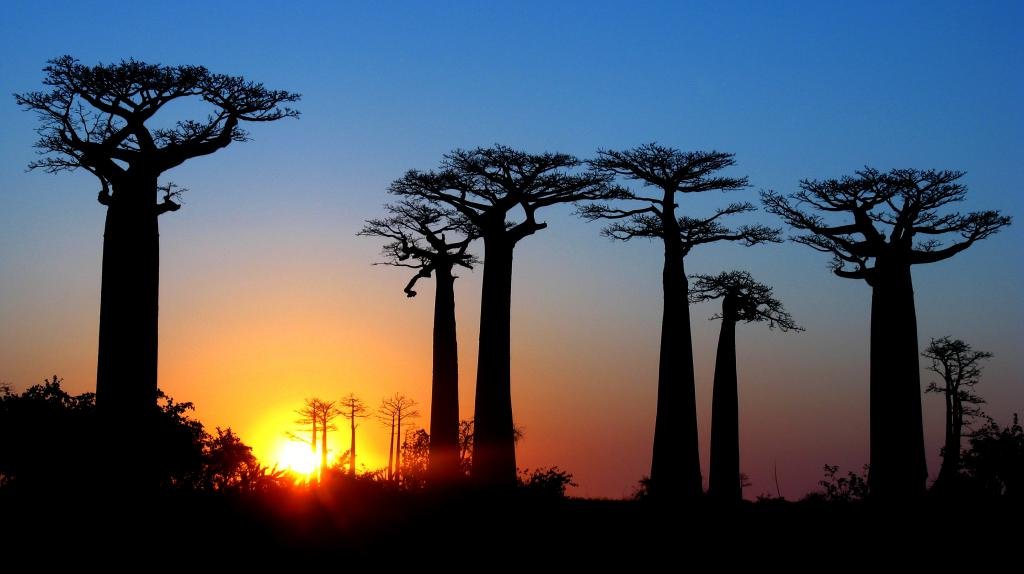 Baobab Alley Sunset — Morondava Madagascar