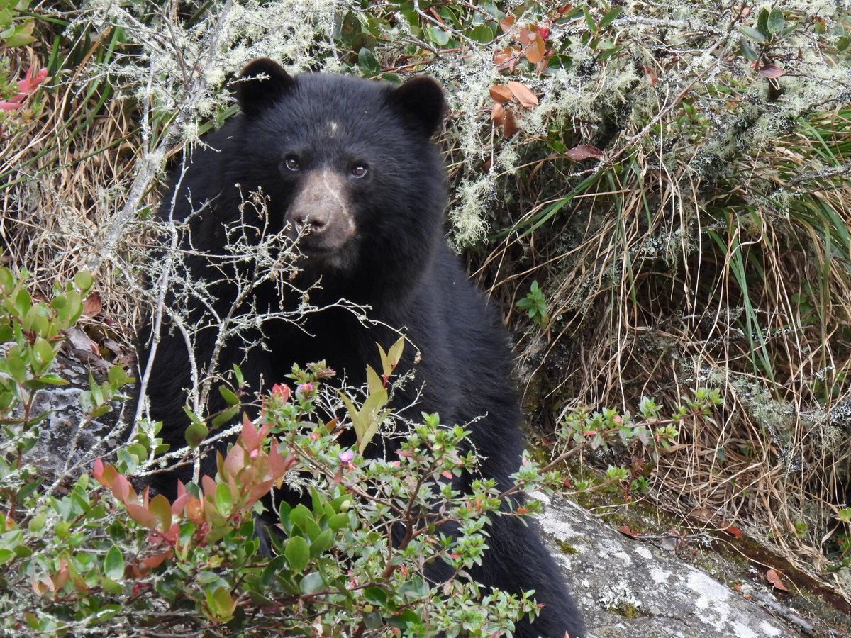 Spectacled Bear Cloud Forest — Manu Peru
