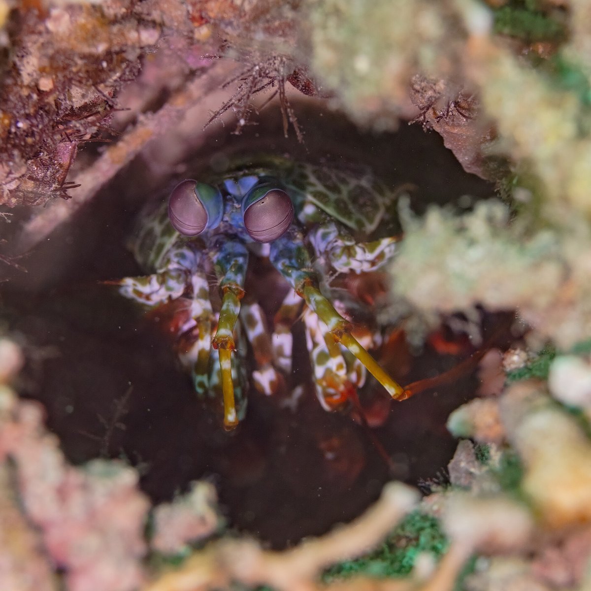 Mantis Shrimp Mating Parades — Lembeh Strait Indonesia
