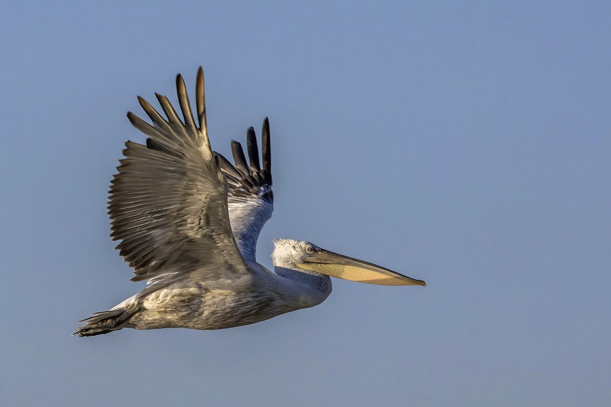 Danube Delta