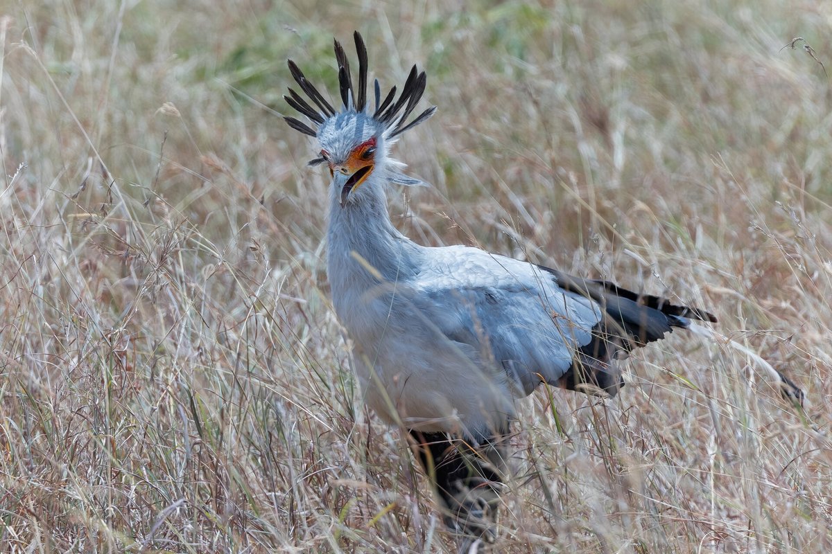 Secretary Bird Display — Masai Mara Kenya