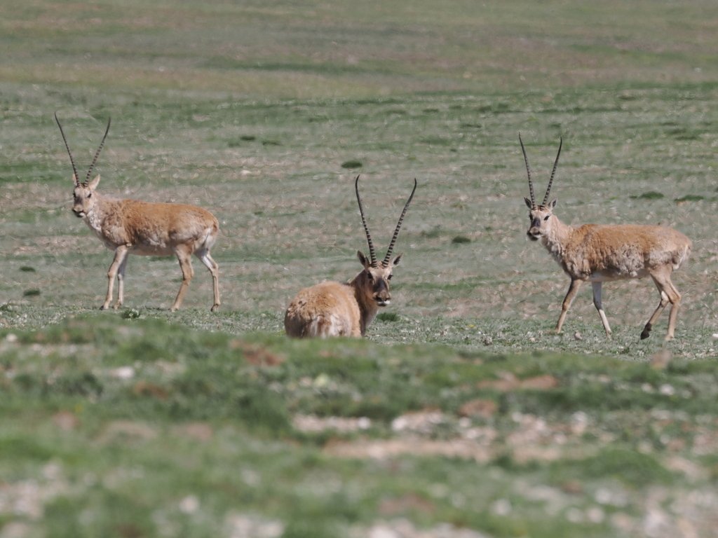 Tibetan Antelope Migration — Chang Tang