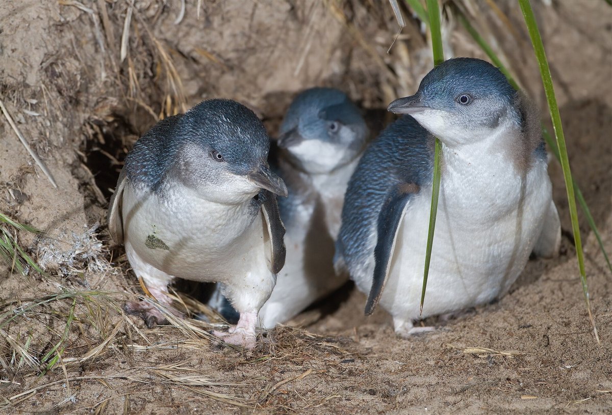 Little Penguin Nightly Parade (Phillip Island) — Phillip Island