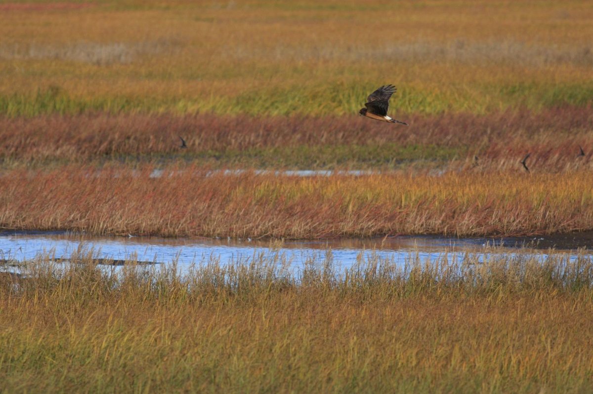 Cape May Raptor Migration