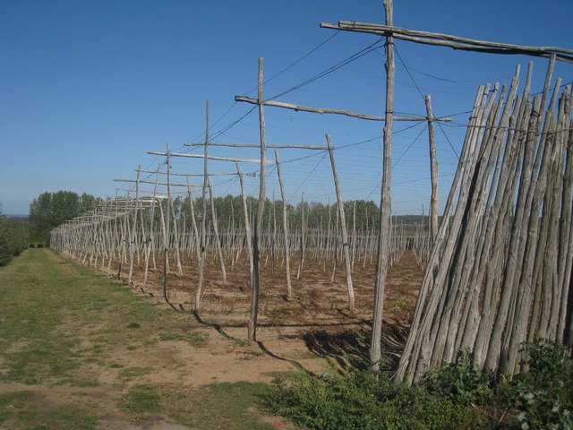 Hop Garden Harvest — Kent England