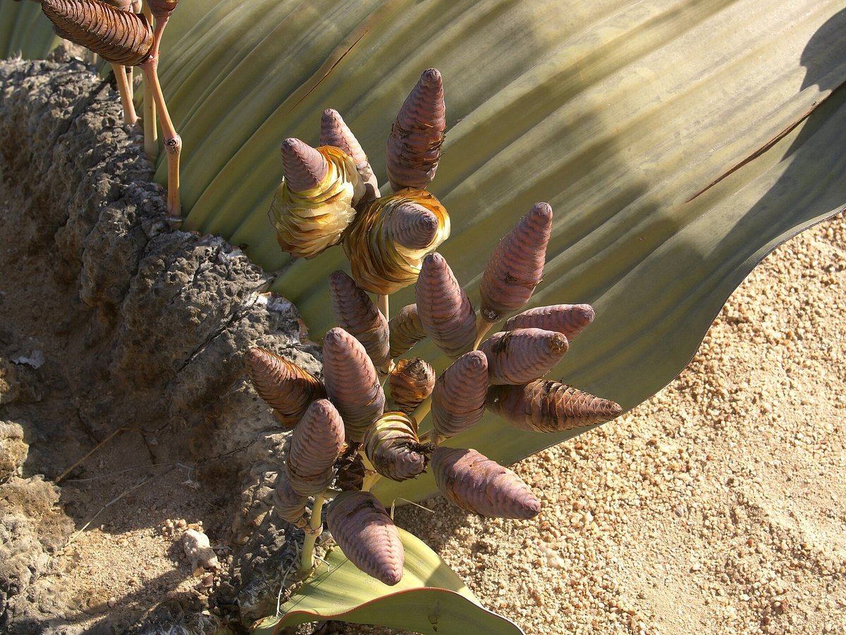 Welwitschia Mirabilis Living Fossil Desert — Namib