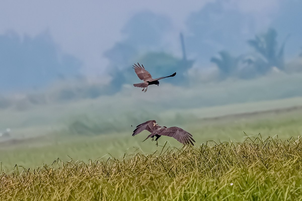 Marsh Harrier Gathering — Strumpshaw Fen