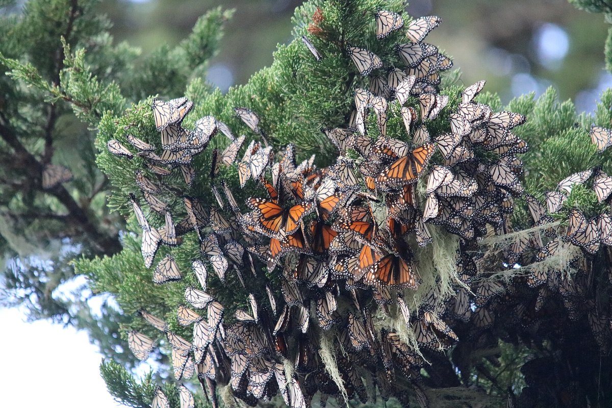 Monarch Butterfly Overwintering — Pacific Grove California
