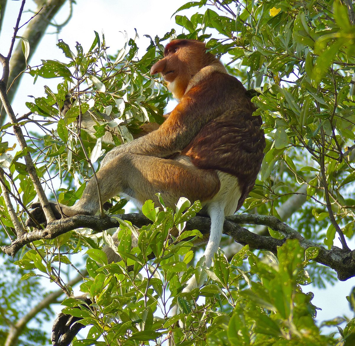 Proboscis Monkey Congregation — Kinabatangan Borneo