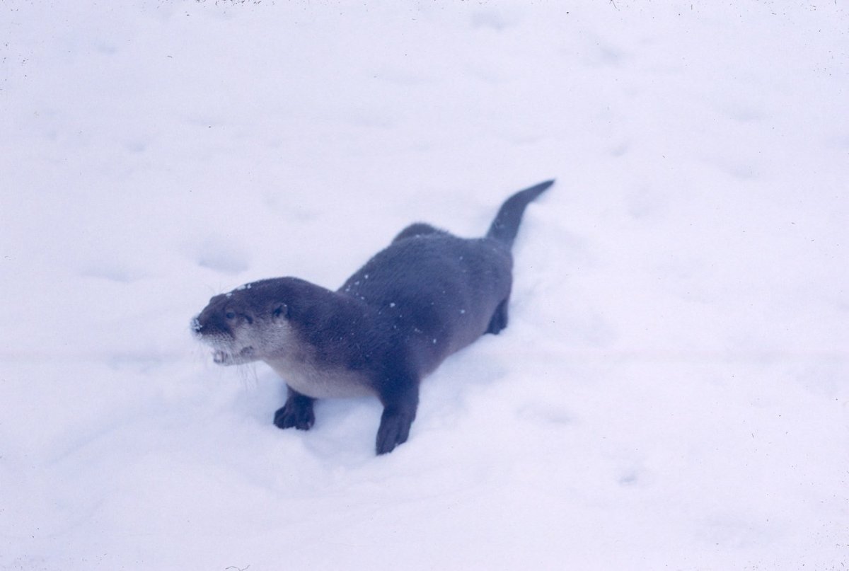 Otter Sliding Season — Kamchatka Russia
