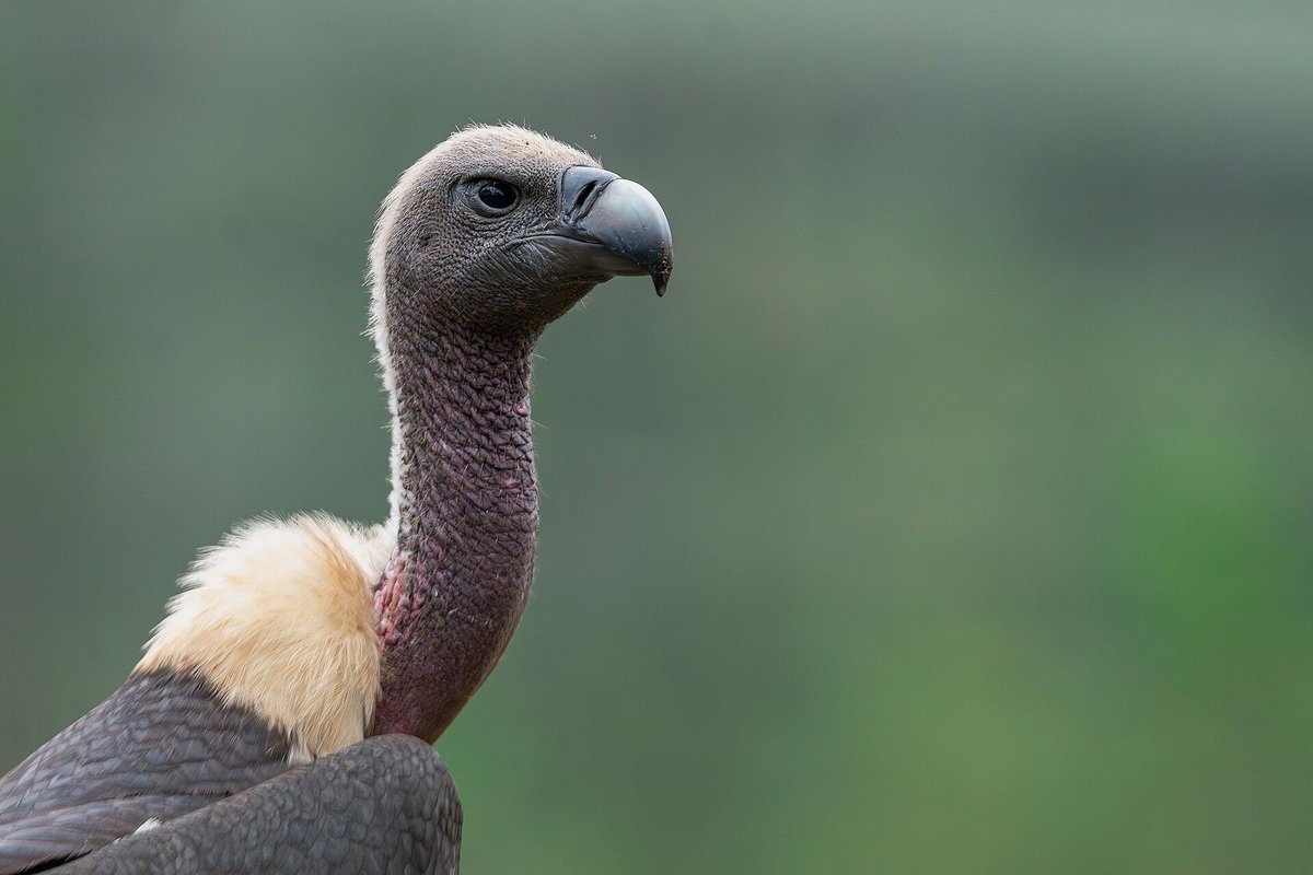 Vulture Restaurant Thermals — Monfragüe Spain
