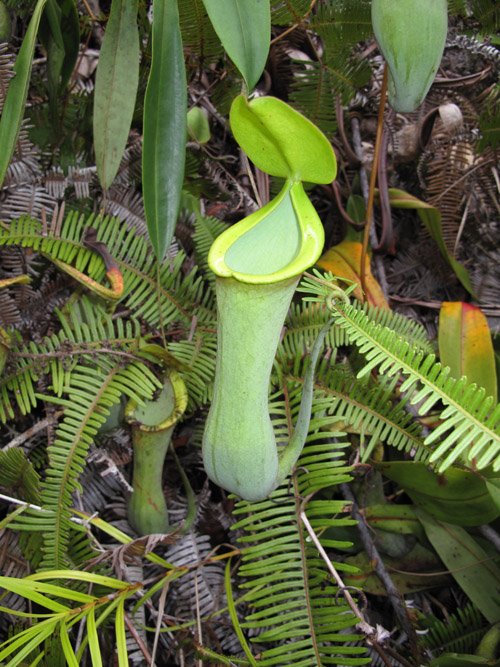 Pitcher Plant Season — Kinabalu Borneo Malaysia