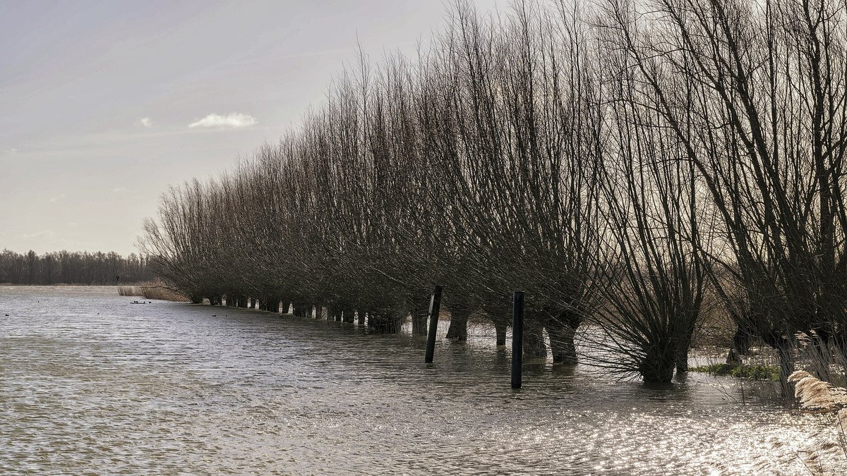 Biesbosch Tidal Forest