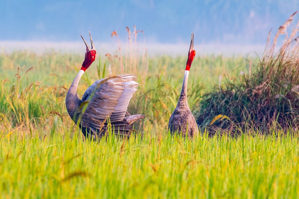 Sarus Crane Breeding — Keoladeo India