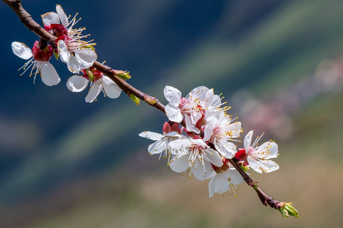 Wachau Apricot Blossom — Danube Valley