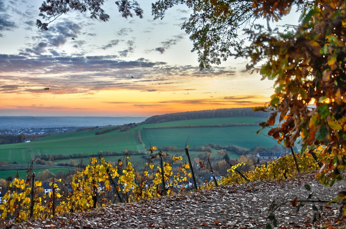 Autumn Vineyard Colour Route de Vins — Alsace France