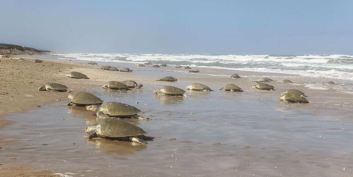 Kemp's Ridley Sea Turtle Arribada — Padre Island National Seashore