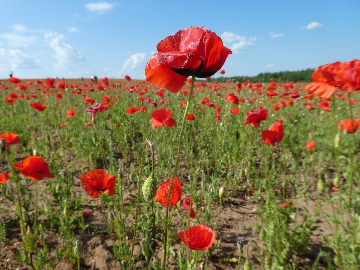Poppy Fields — Flanders Belgium