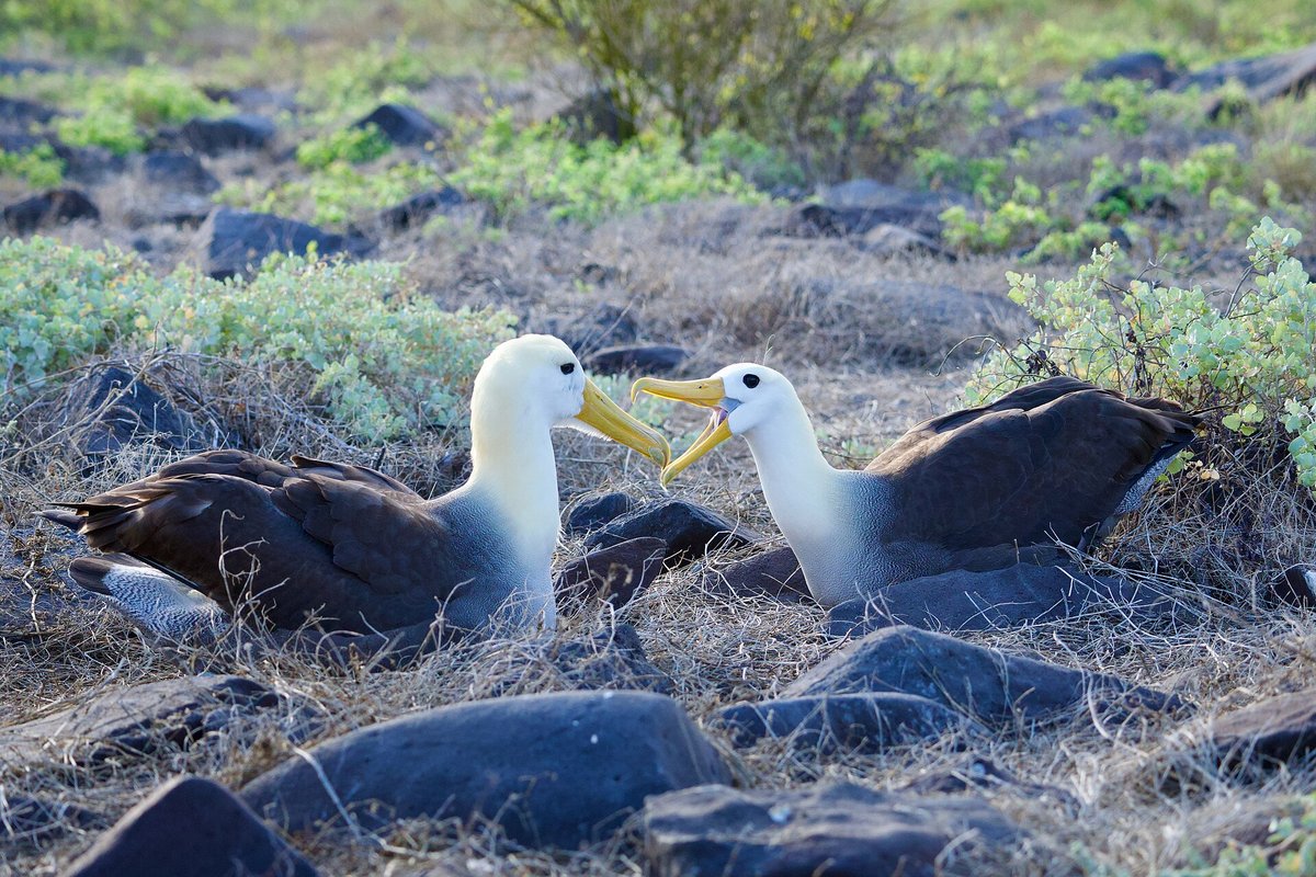 Waved Albatross Colony — Española Island Galápagos