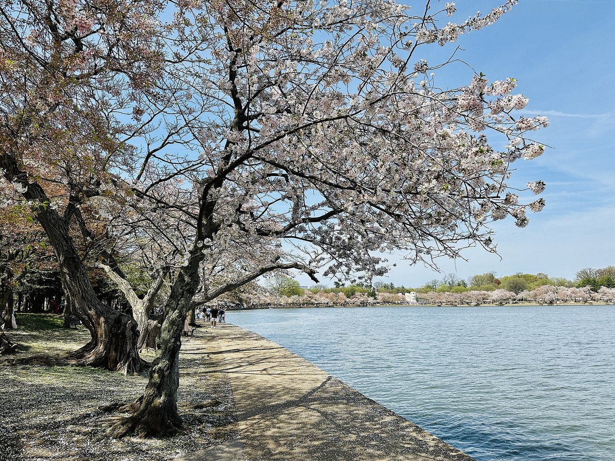 Tidal Basin Cherry Blossoms