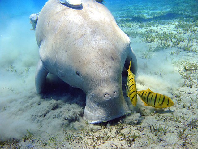 Dugong Grazing Aggregation — Shark Bay Australia