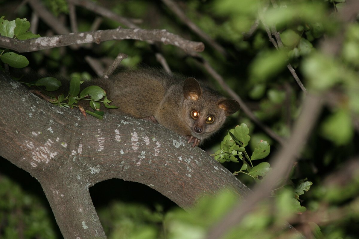 Greater Galago Night Activity — Samburu Kenya