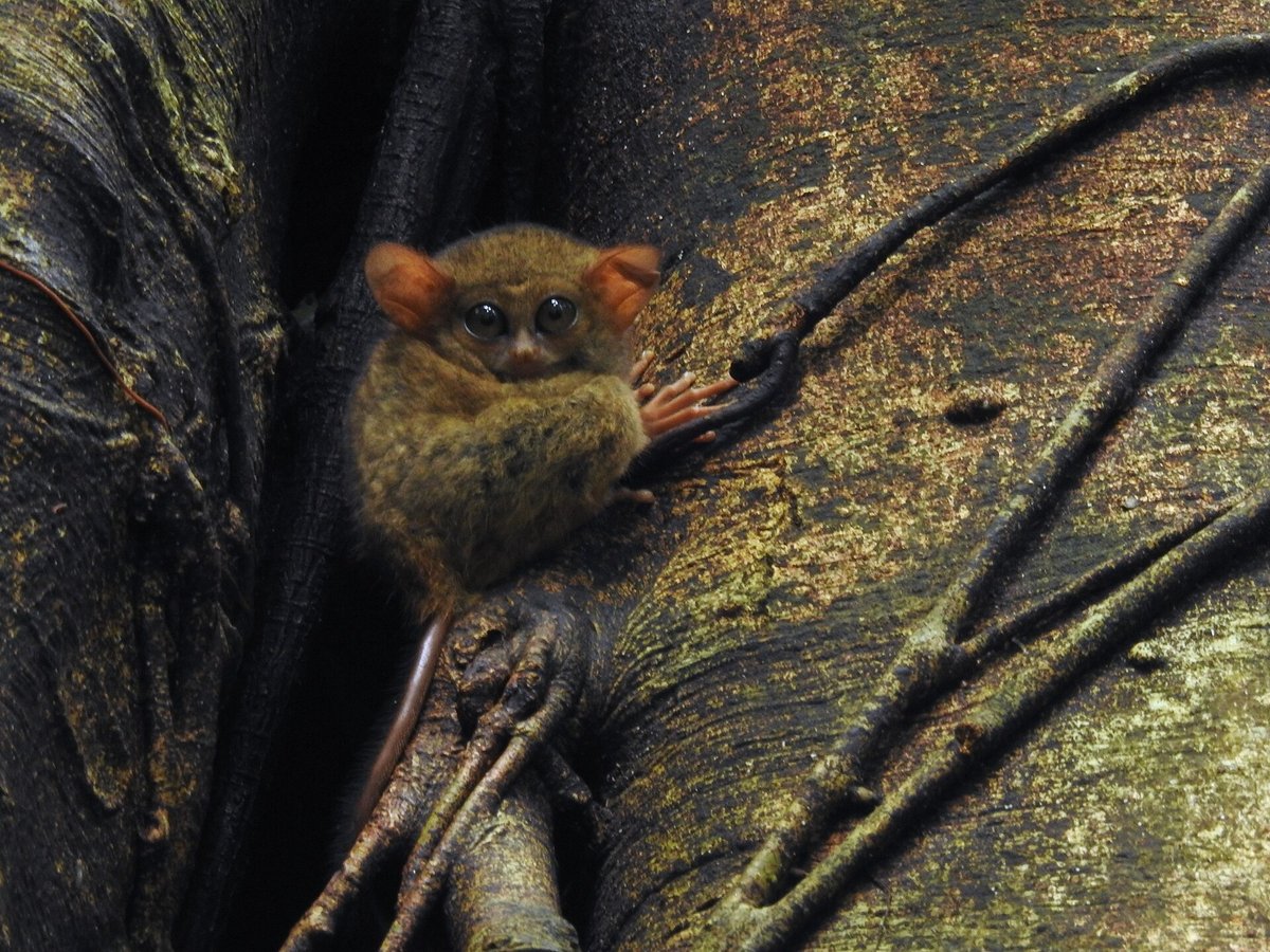 Spectral Tarsier Roost — Sulawesi Indonesia