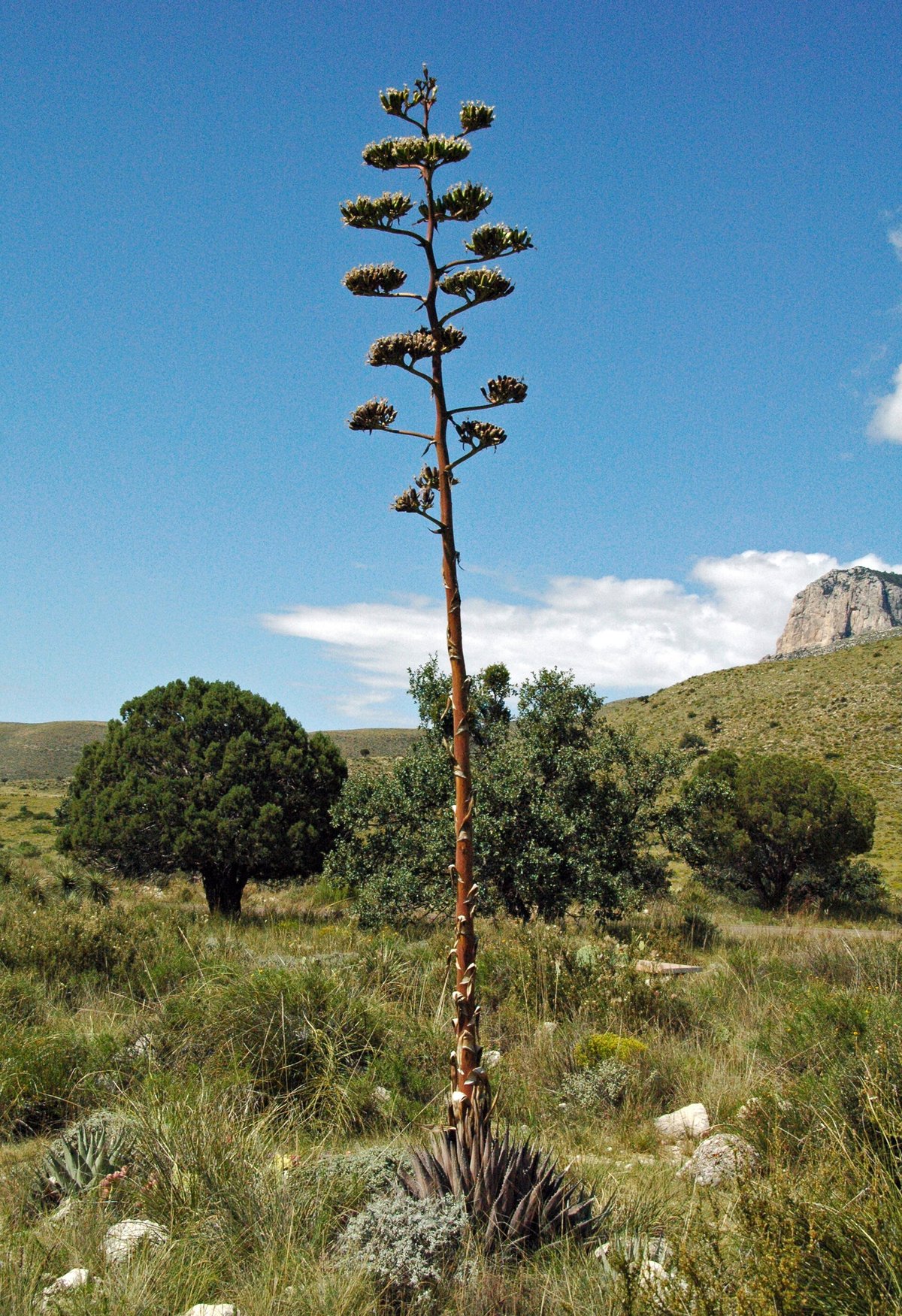 Agave Century Plant Mass Bloom — Oaxaca Mexico