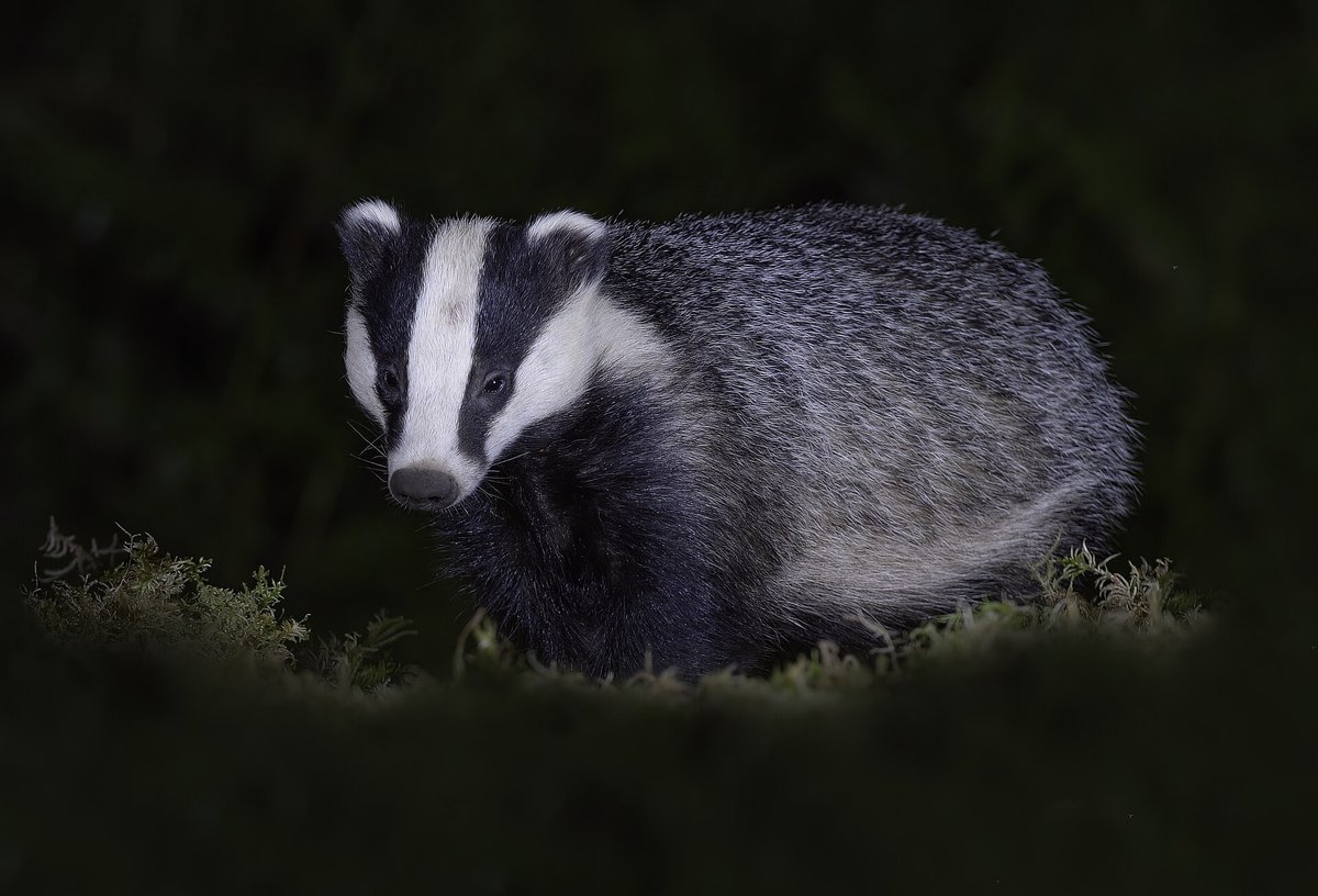 European Badger Emergence — English Woodland Spring