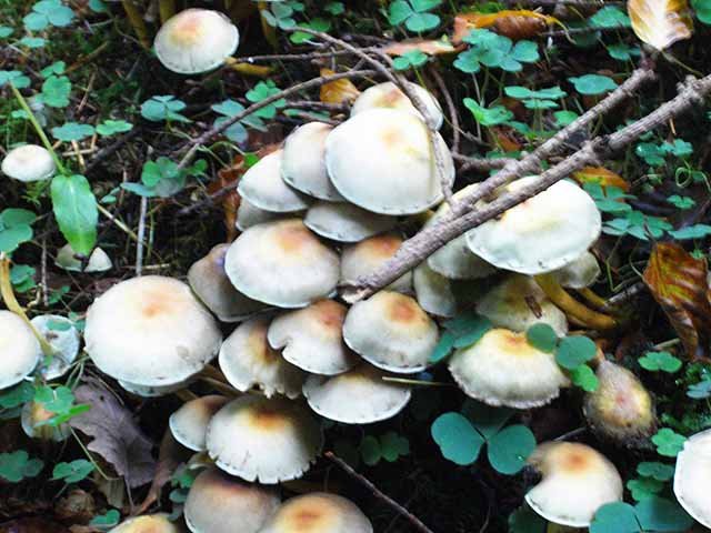 Autumn Fungi Foray — Białowieża