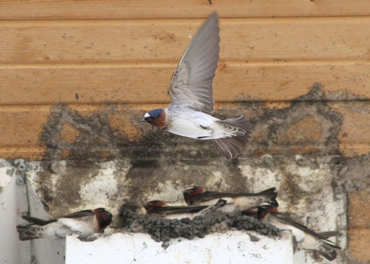 Barn Swallow Roost — Hortobagy Hungary